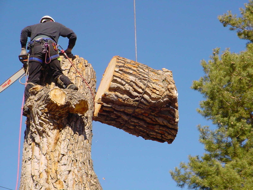 Why It’s Important to Hire Arborists