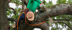 Tree Trimming